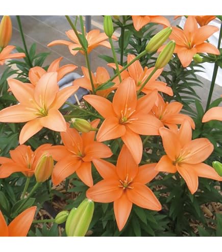 Amazon.co.jp: スカシユリ 球根 二色咲混合 3球入 : DIY・工具・ガーデン